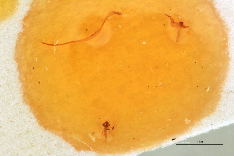 Vanstallea salvadorensis M Ht Aedeagus.jpg