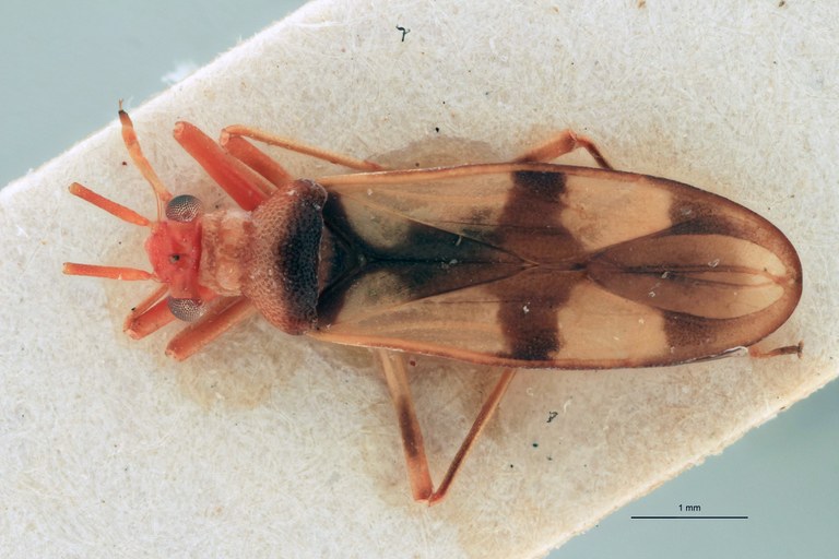 Vanstallea salvadorensis M Ht D.jpg