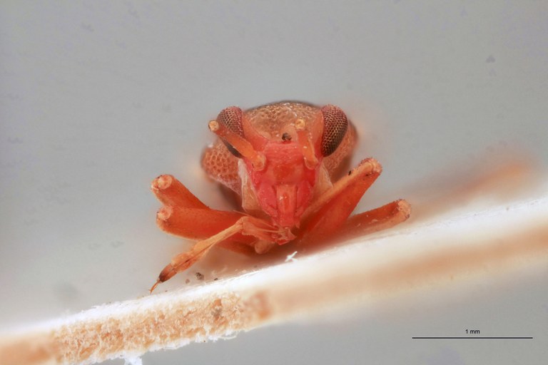 Vanstallea salvadorensis M Ht F.jpg