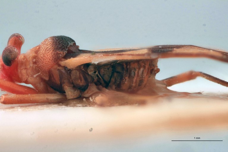 Vanstallea salvadorensis M Ht L-close-up.jpg