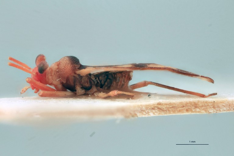 Vanstallea salvadorensis M Ht L.jpg