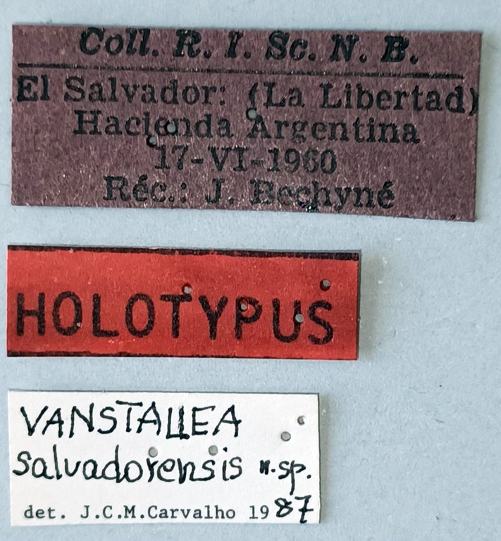 Vanstallea salvadorensis M Ht Labels.jpg
