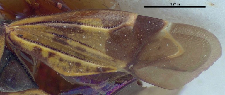 Cylapocoris salvadorensis F Ht wing