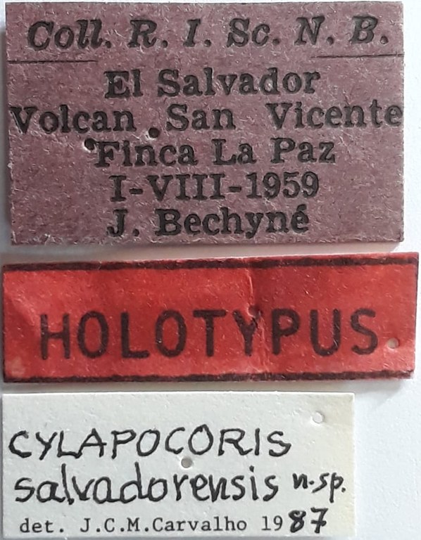 Cylapocoris salvadorensis F Ht labels