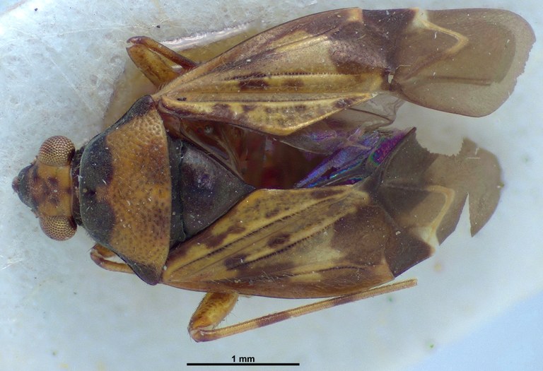 Cylapocoris salvadorensis F Ht D