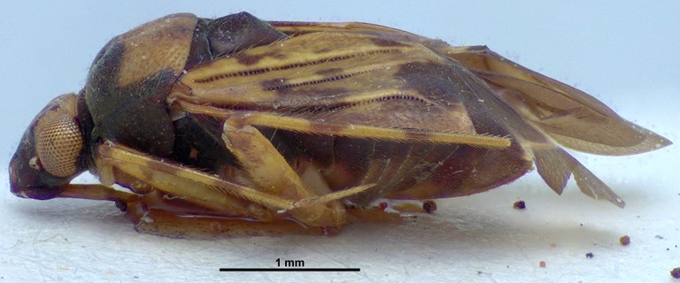 Cylapocoris salvadorensis F Ht L