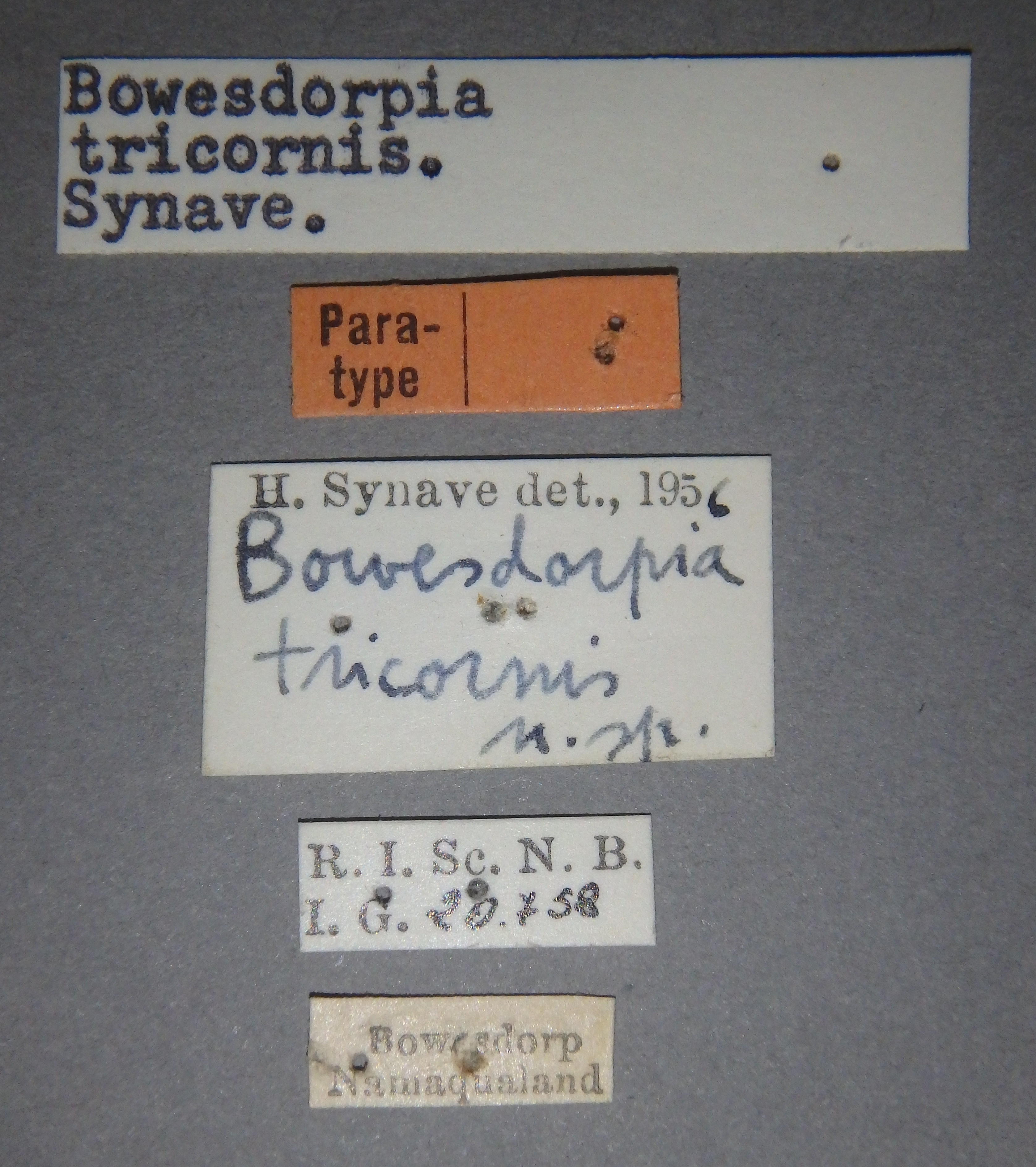 Bowesdorpia tricornis pt Lb.jpg