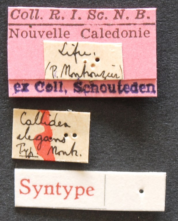 Callidea elegans syn Lb.JPG