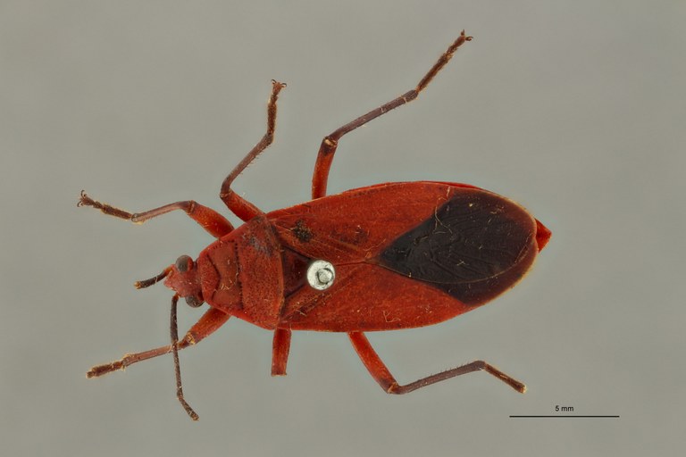 Antilochus (Antilochus) astridae t D.jpg