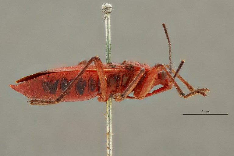 Antilochus (Antilochus) astridae t L.jpg