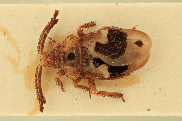 Aradellus fulvus Ht D.jpg