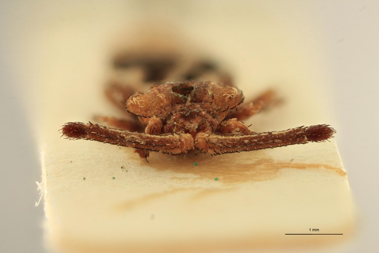 Aradellus fulvus Ht F.jpg