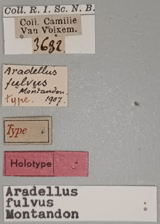 Aradellus fulvus Ht Labels.jpg