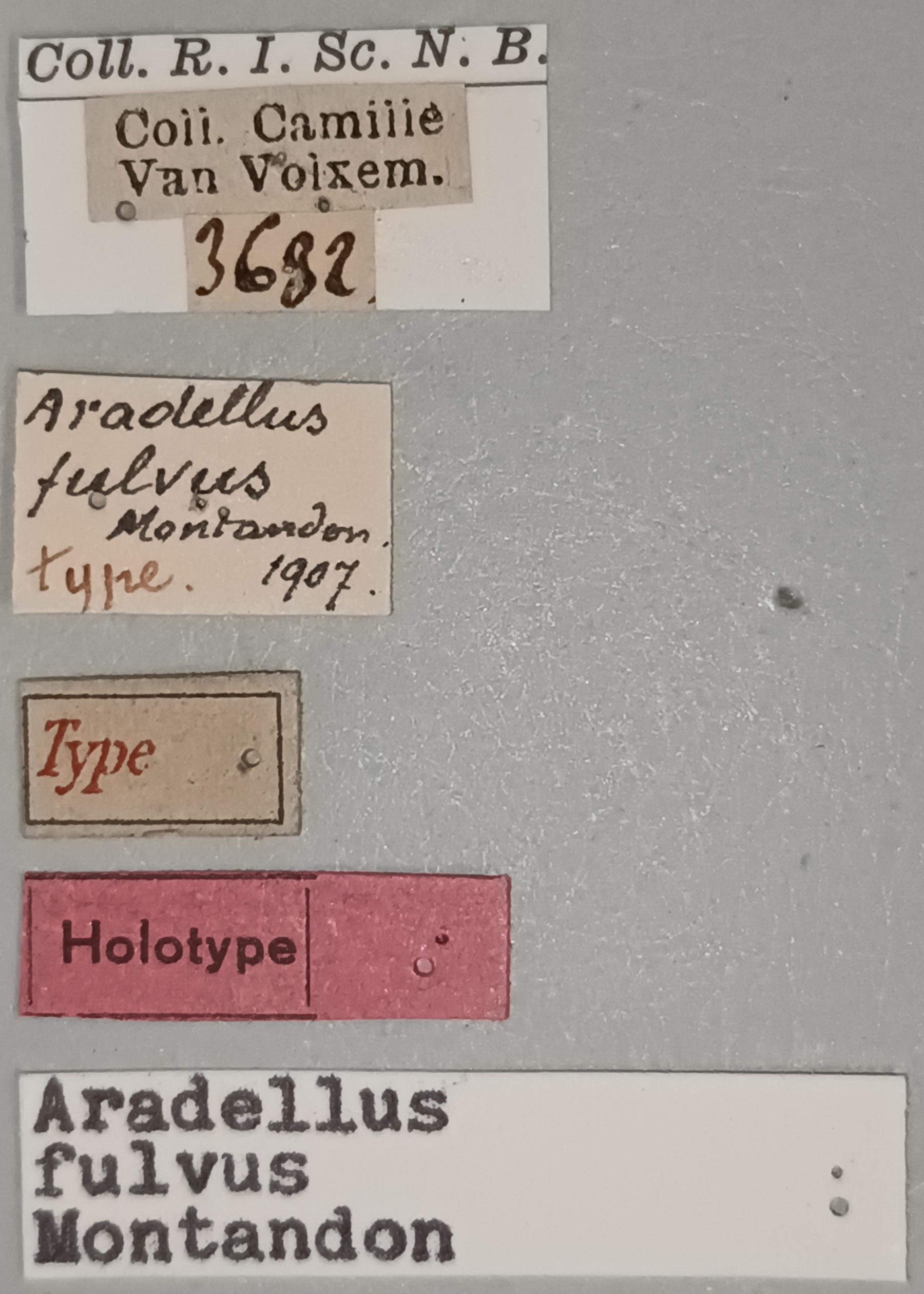 Aradellus fulvus Ht Labels.jpg