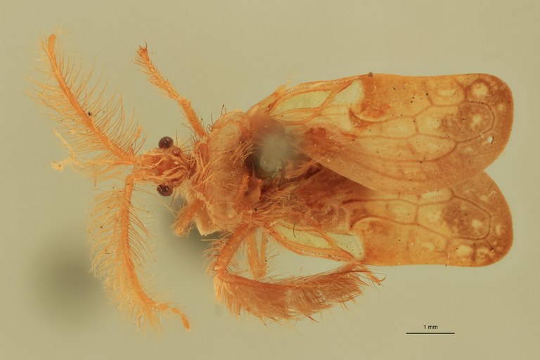 Ptilocerus lynx Ht D.jpg