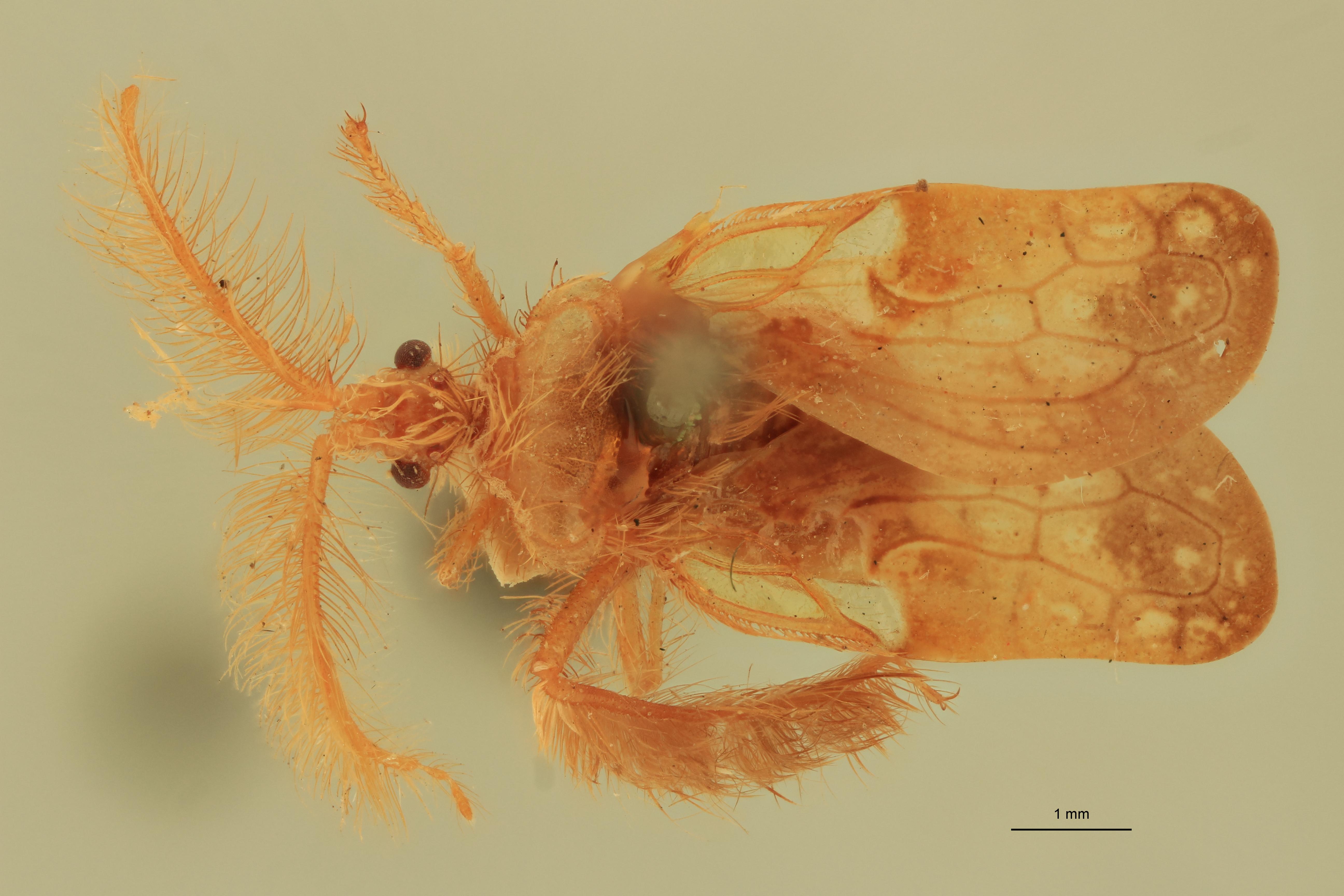 Ptilocerus lynx Ht D.jpg