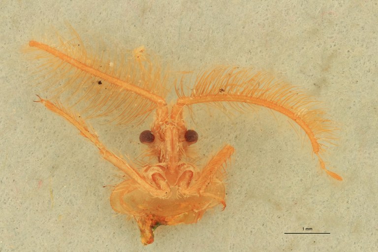 Ptilocerus lynx Ht F.jpg
