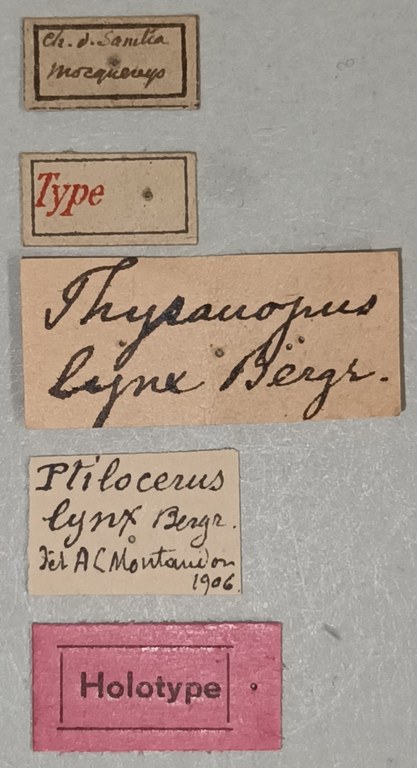 Ptilocerus lynx Ht Labels.jpg