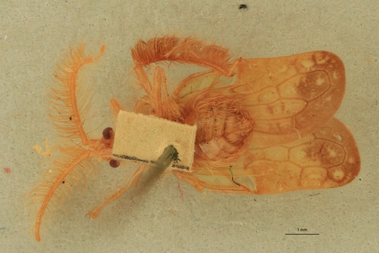 Ptilocerus lynx Ht V.jpg