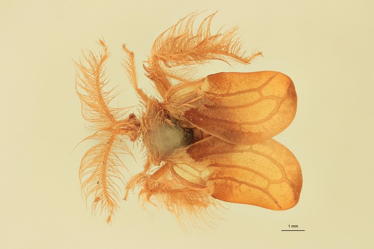 Ptilocerus ochraceus T D.jpg