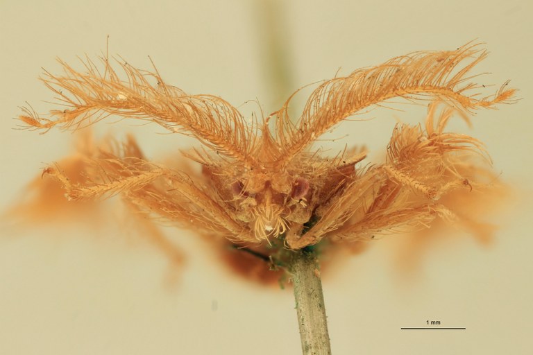 Ptilocerus ochraceus T F.jpg
