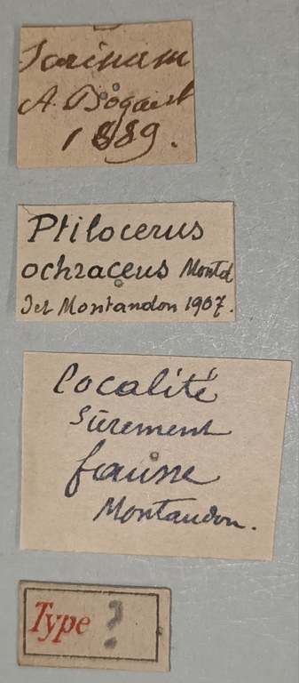 Ptilocerus ochraceus T Labels.jpg