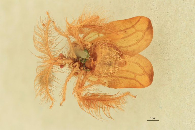 Ptilocerus ochraceus T V.jpg