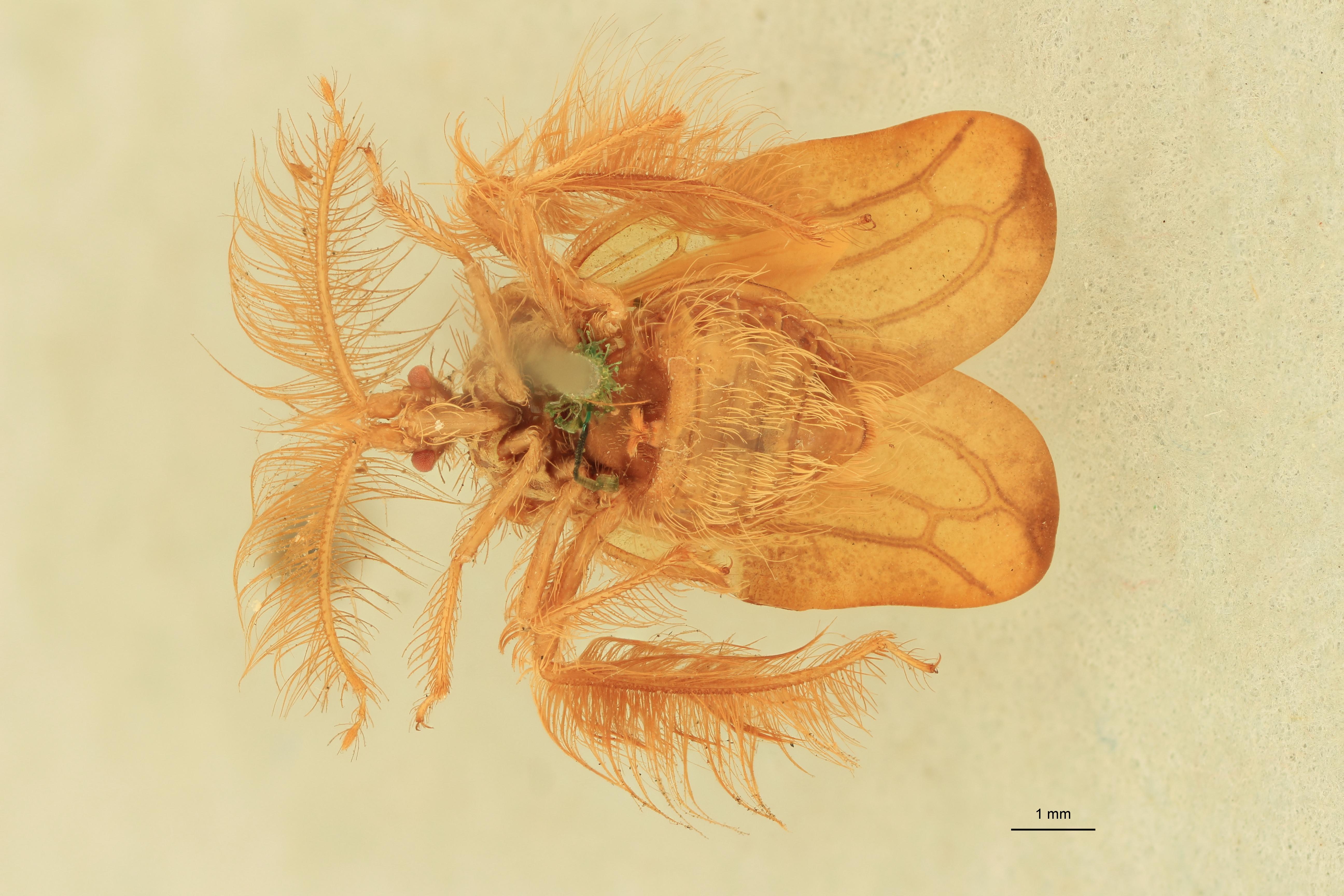 Ptilocerus ochraceus T V.jpg