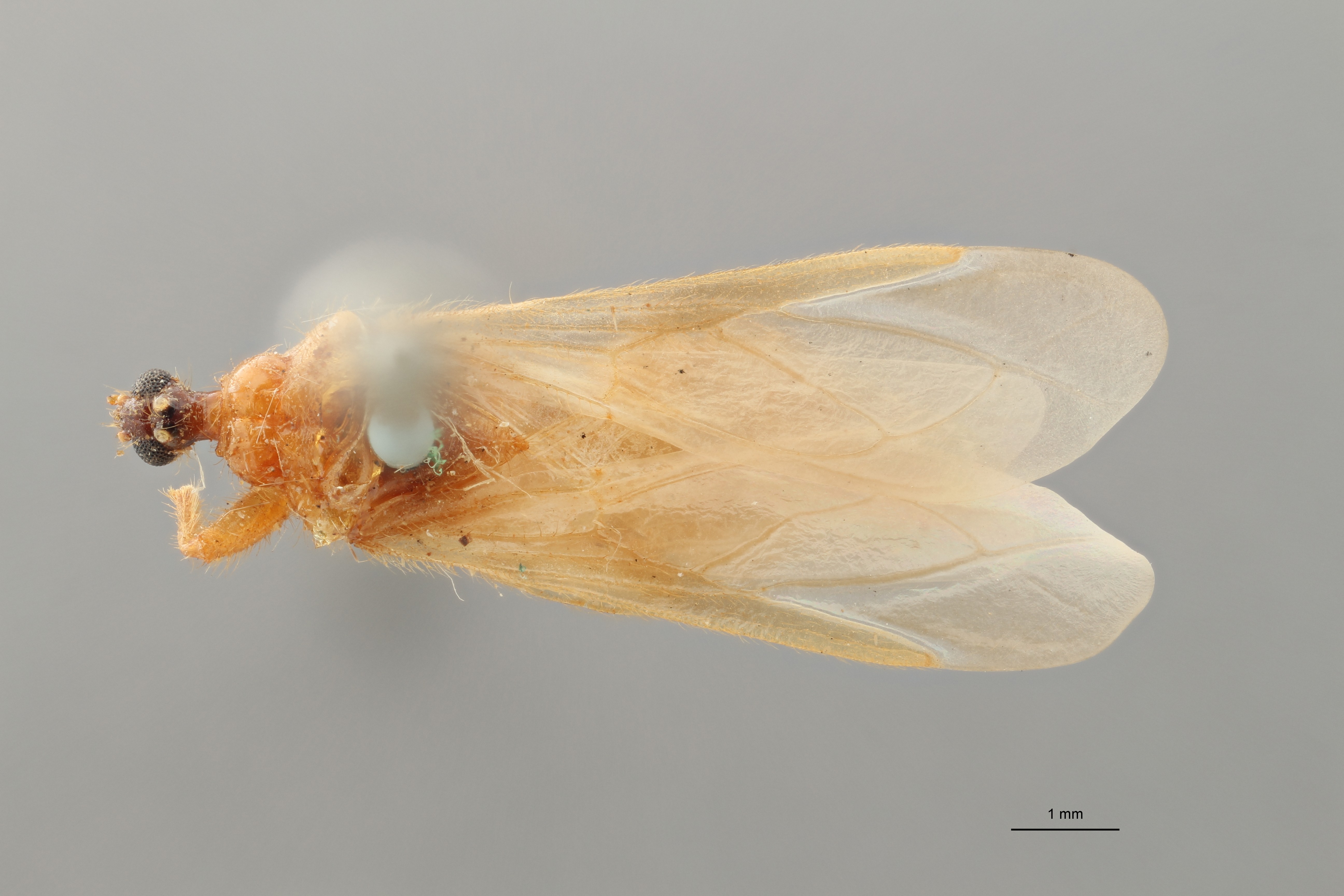 Reduvius longipennis pt D ZS PMax_1.jpg