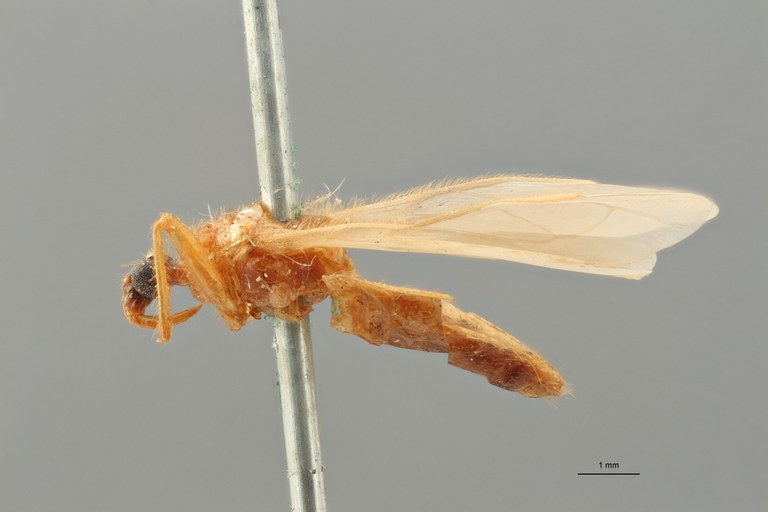 Reduvius longipennis pt L ZS PMax_1.jpg