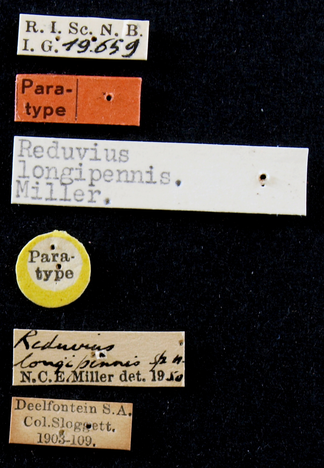 Reduvius longipennis pt Lb.JPG