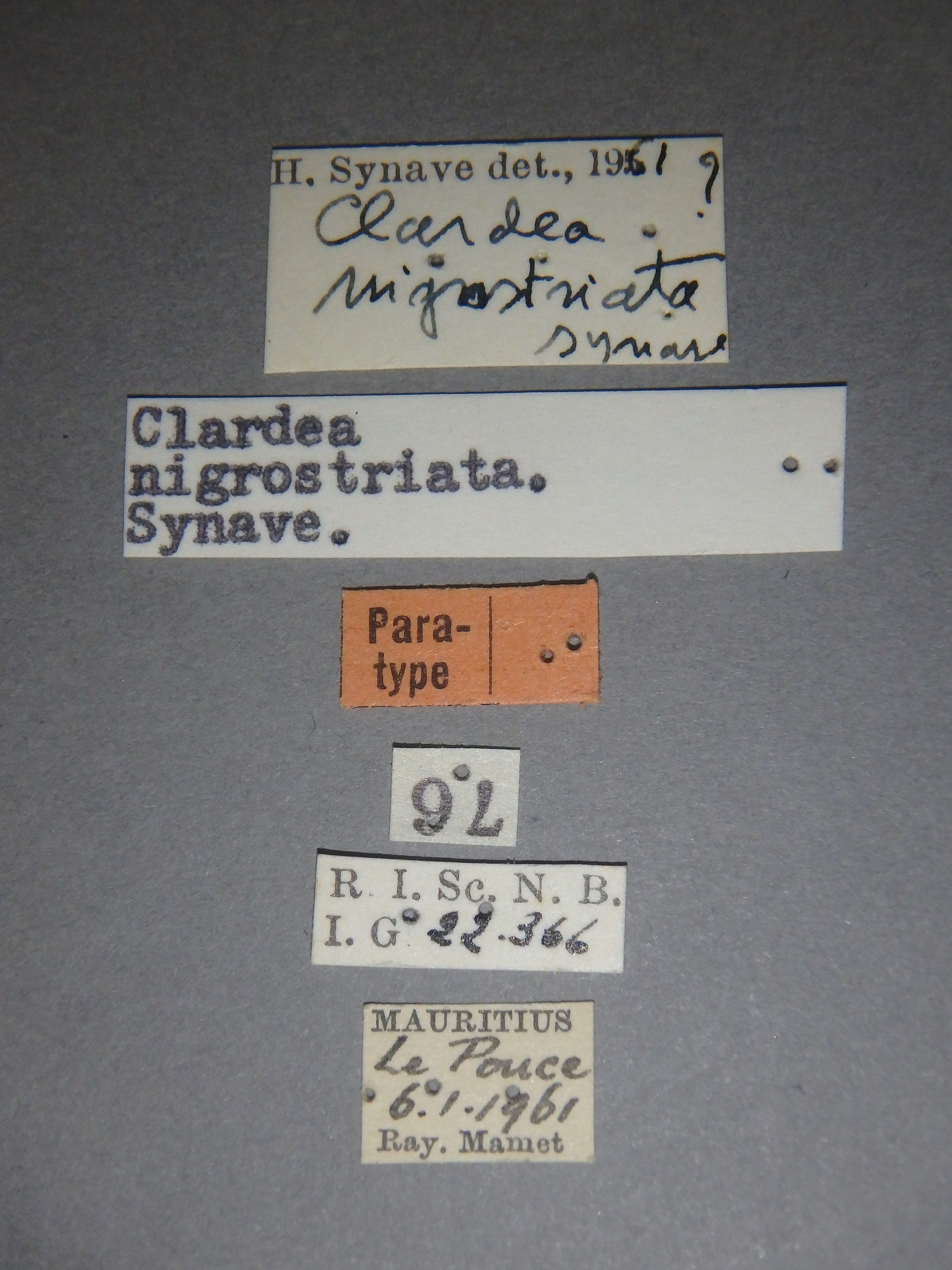 Clardea nigrostriata pt Lb.jpg