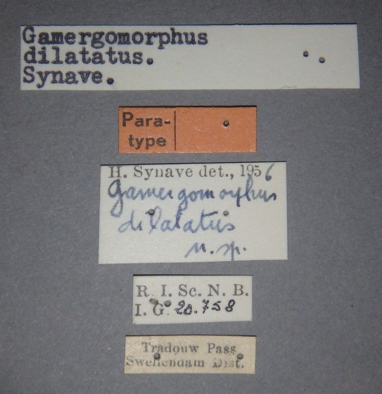 Gamergomorphus dilatatus pt Lb.jpg