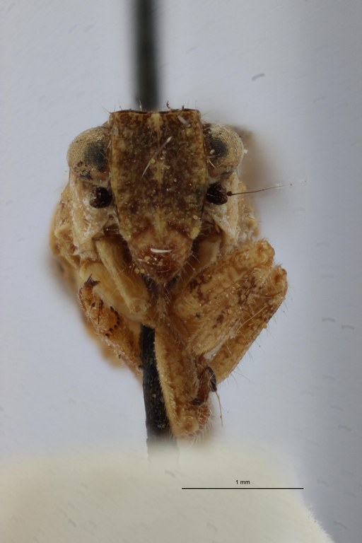 Gamergomorphus maculipennis pt F ZS PMax Scaled.jpeg