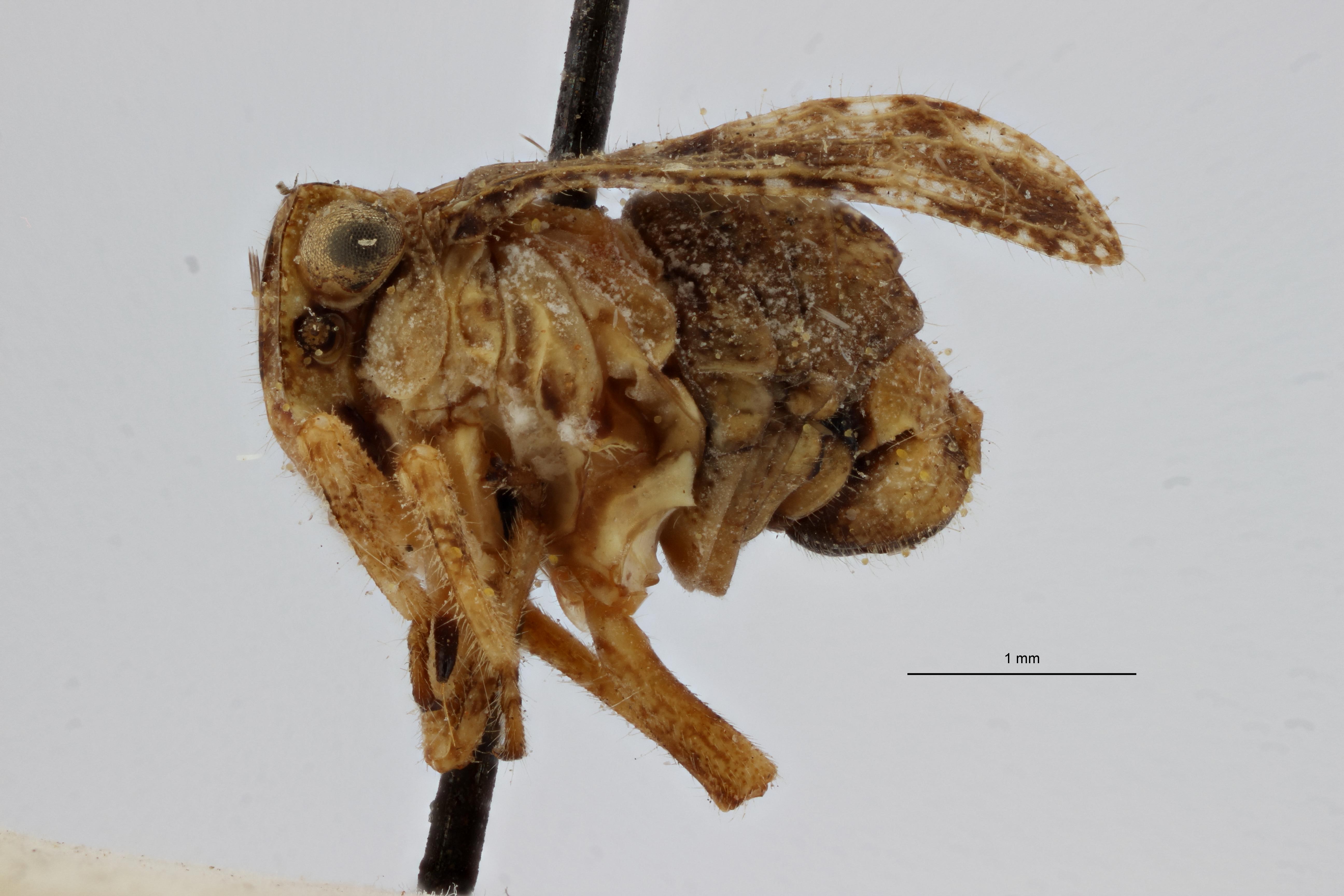 Gamergomorphus maculipennis pt L ZS PMax Scaled.jpeg