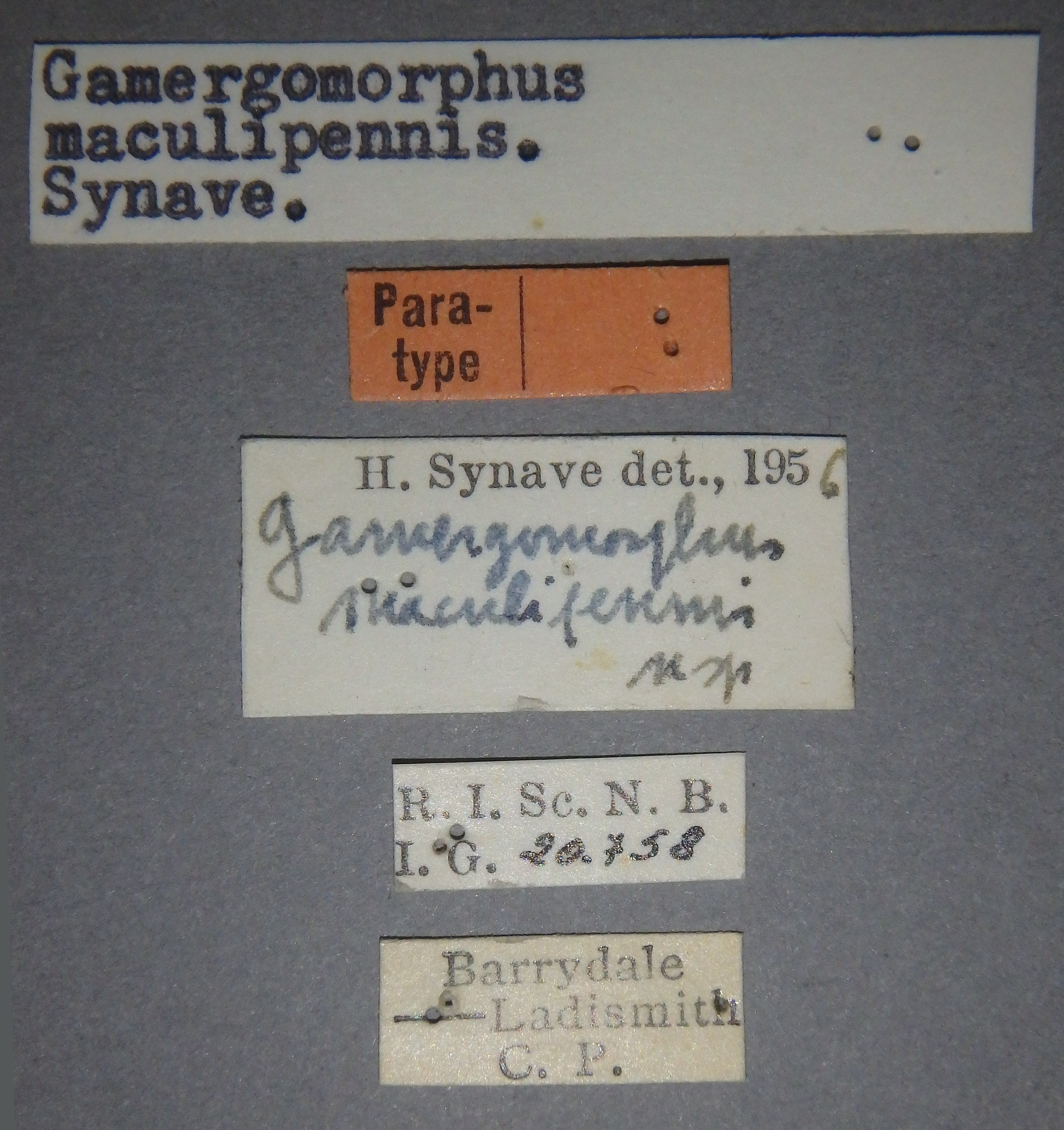 Gamergomorphus maculipennis pt Lb.jpg