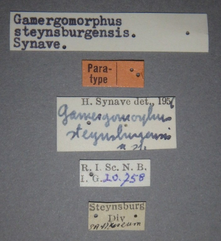 Gamergomorphus steynsburgensis pt Lb.jpg