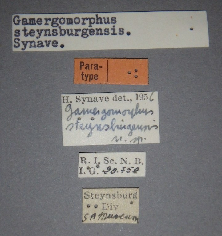 Gamergomorphus steynsburgensis pt Lb.jpg