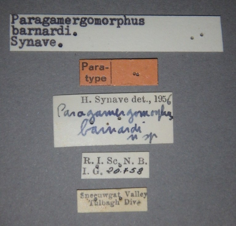 Paragamergomorphus barnardi pt Lb.jpg