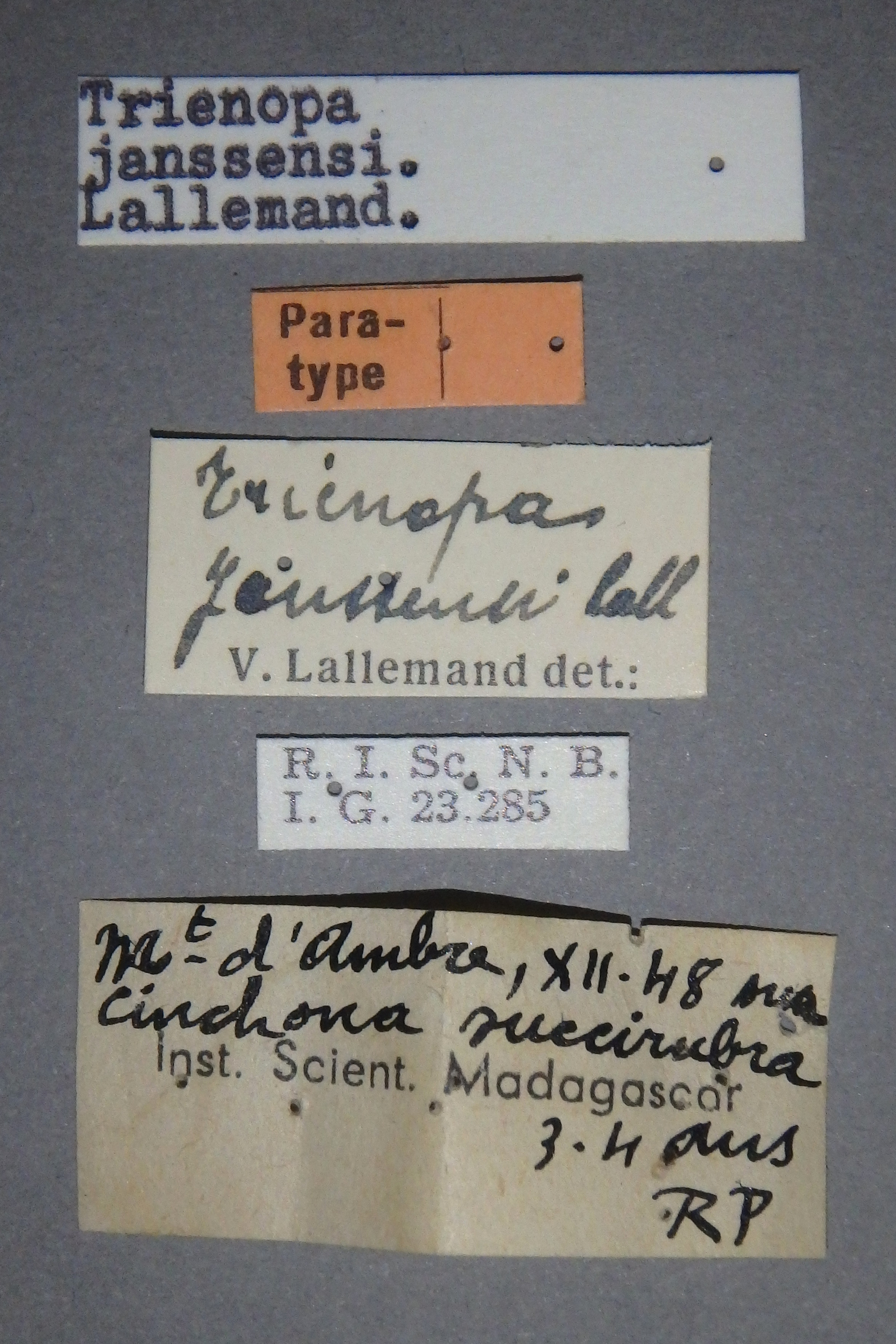 Trienopa janssensi pt Lb.jpg
