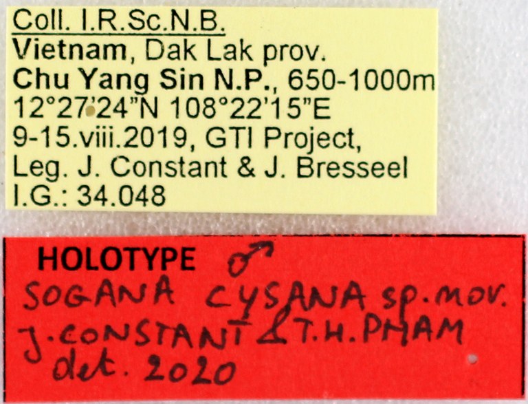 BE-RBINS-ENT Sogana cysana Chu Yang Sin Holotype Male Labels Jerome Constant.jpg