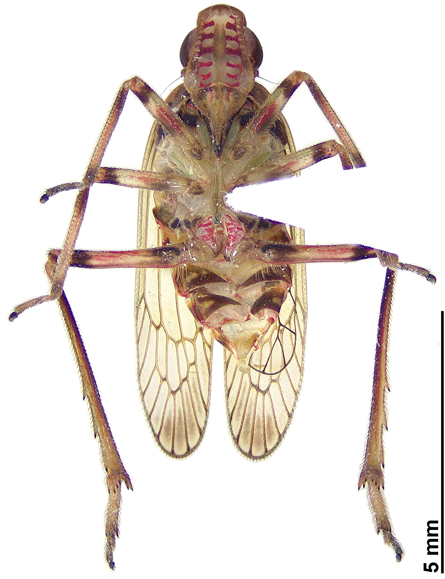BE-RBINS-ENT Sogana cysana Chu Yang Sin Holotype Male Ventral Jerome Constant.jpg