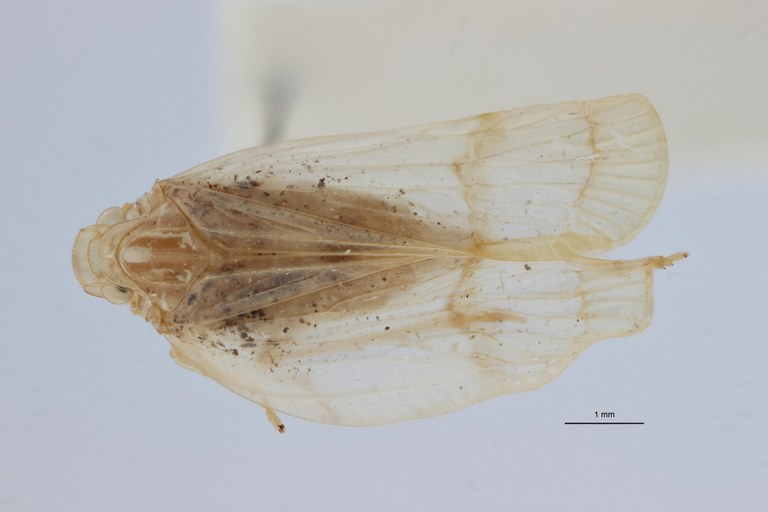Tropiduchus bifasciatus pt D ZS PMax.jpg
