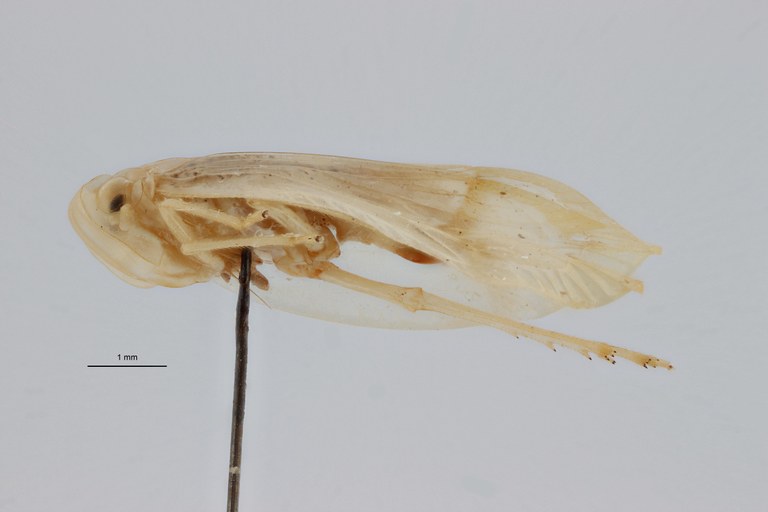 Tropiduchus bifasciatus pt L ZS PMax.jpg