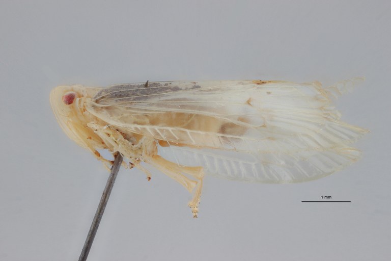 Tropiduchus pallidus pt L ZS PMax.jpg