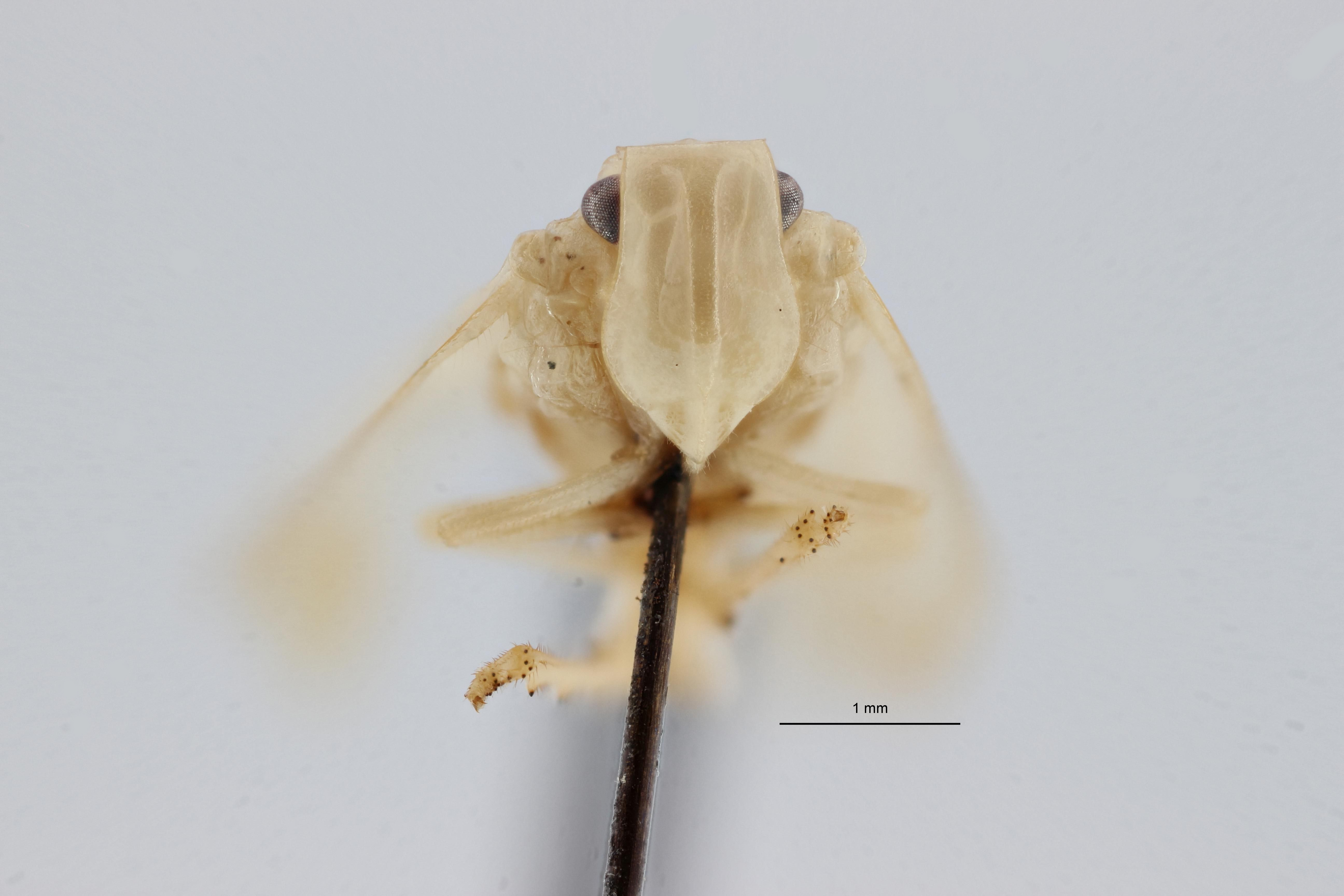 Tropiduchus silvicola pt F ZS PMax.jpg