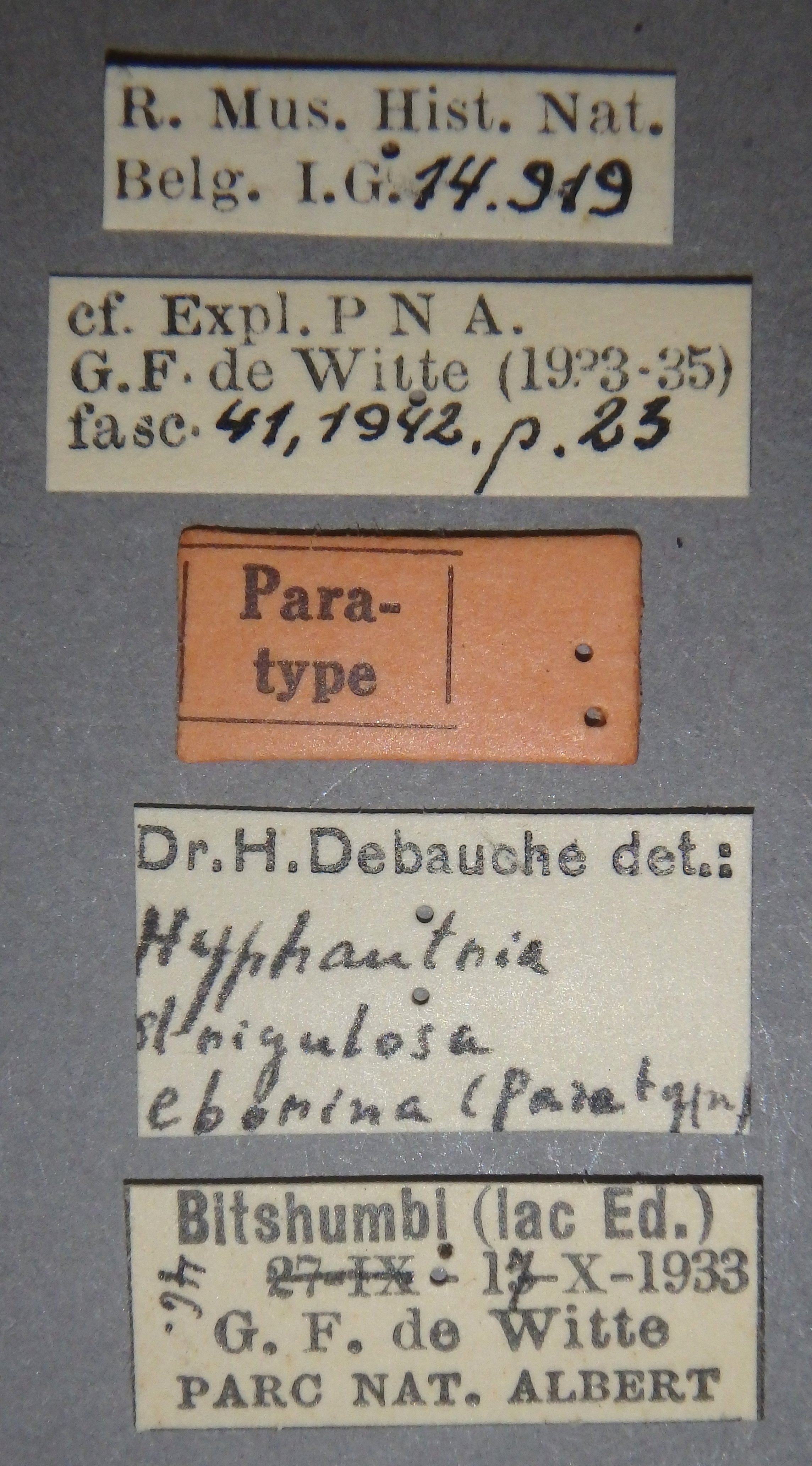 Hyphantria strigulosa eborina pt Lb.jpg