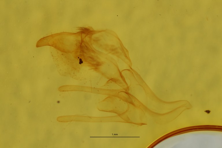 Spilosoma kivuensis pt G Scaled.jpeg