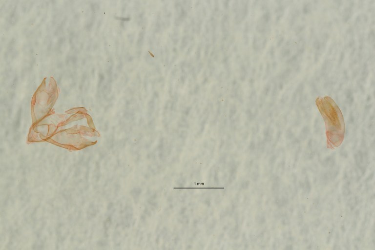 Caripodia aurantiacella ht G Scaled.jpeg