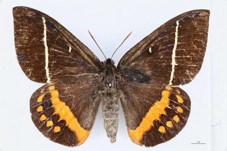 Castnia cacica cacica D.jpg